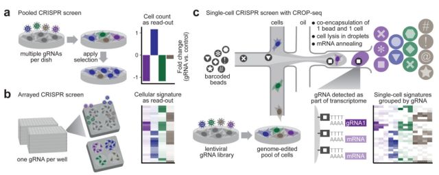 ϸ(single cell sequencing)