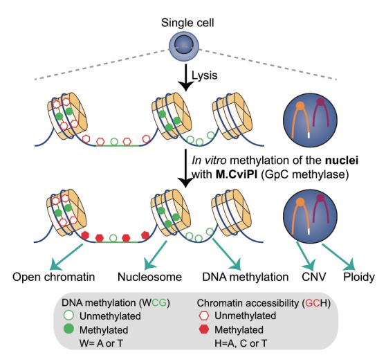 ϸ(single cell sequencing)