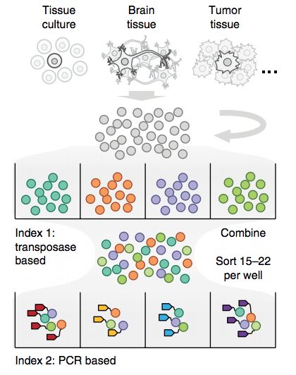ϸ(single cell sequencing)