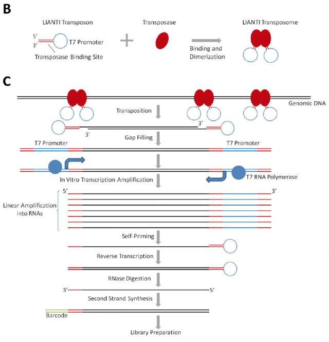 ϸ(single cell sequencing)