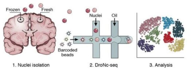 ϸ(single cell sequencing)