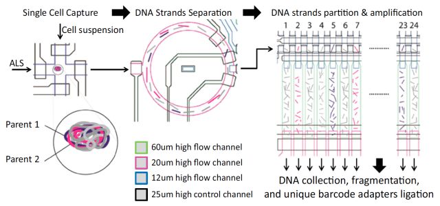 ϸ(single cell sequencing)
