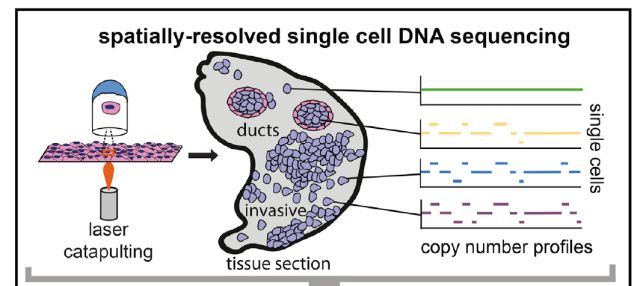 ϸ(single cell sequencing)