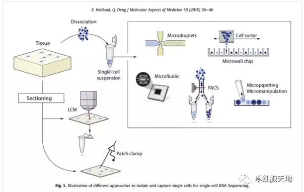 ϸ-һƪscRNA-seq