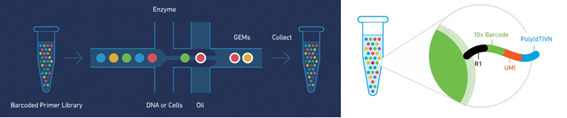 10X Genomics ϸת¼