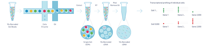 10X Genomics ϸת¼
