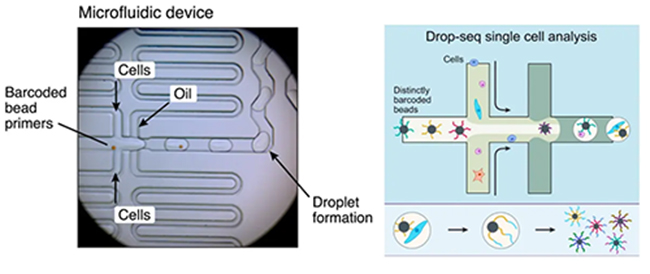 ΢Drop-Seq
